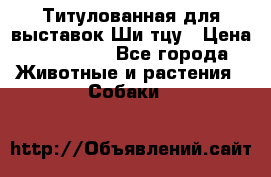 Титулованная для выставок Ши-тцу › Цена ­ 100 000 - Все города Животные и растения » Собаки   